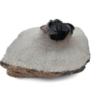 Harpes Trilobite - Fossil Specimen
