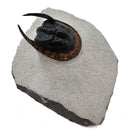 Harpes Trilobite - Fossil Specimen