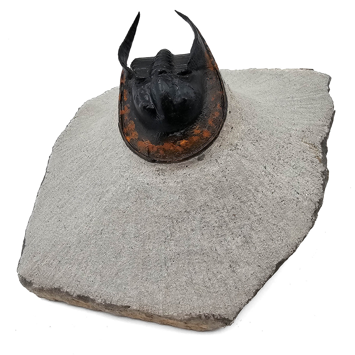 Harpes Trilobite fossil specimen from Lower Devonian fossil beds, Anti-Atlas region, Morocco.