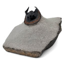 Harpes Trilobite - Fossil Specimen