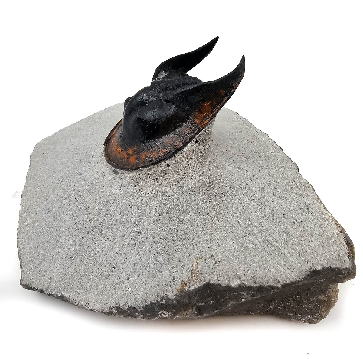 Harpes Trilobite fossil specimen from Lower Devonian fossil beds, Anti-Atlas region, Morocco.
