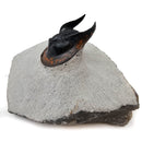 Harpes Trilobite - Fossil Specimen