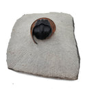 Harpes Trilobite - Fossil Specimen