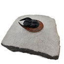 Harpes Trilobite - Fossil Specimen
