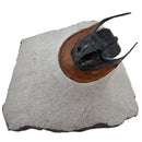 Harpes Trilobite - Fossil Specimen