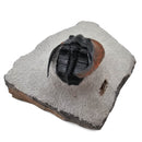 Harpes Trilobite - Fossil Specimen
