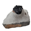 Harpes Trilobite - Fossil Specimen