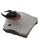 Harpes Trilobite - Fossil Specimen