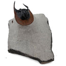 Harpes Trilobite - Fossil Specimen