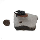 Harpes Trilobite - Fossil Specimen