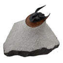 Harpes Trilobite - Fossil Specimen