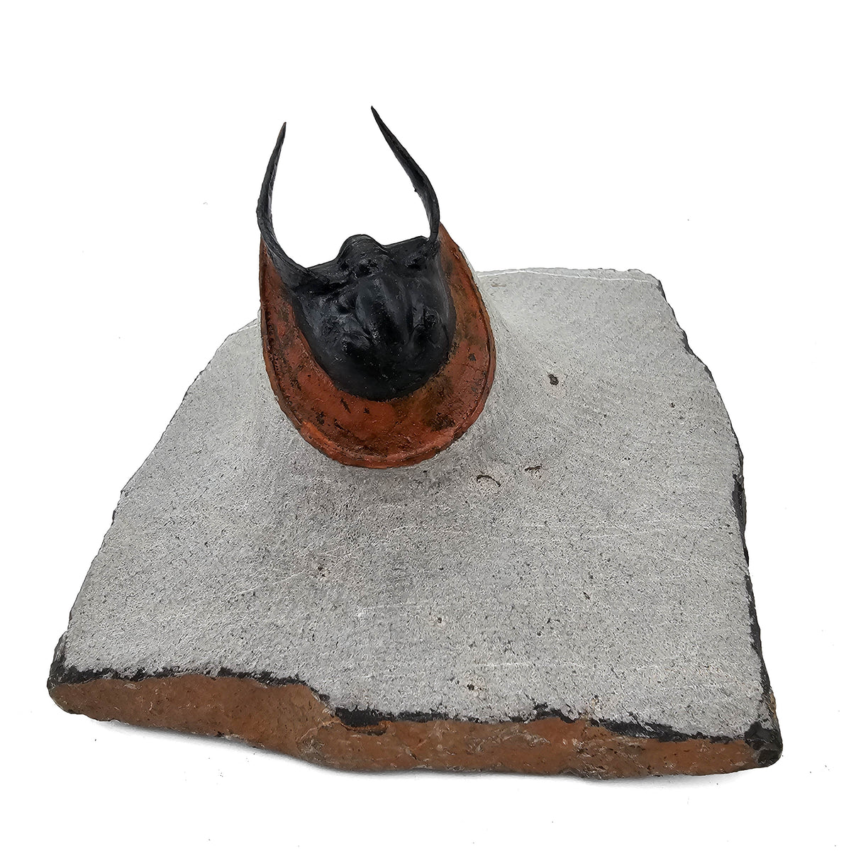 Harpes Trilobite fossil specimen from Lower Devonian fossil beds, Anti-Atlas region, Morocco.