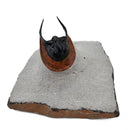 Harpes Trilobite - Fossil Specimen