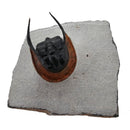 Harpes Trilobite - Fossil Specimen