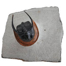 Harpes Trilobite - Fossil Specimen