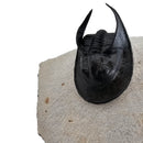 Harpes Trilobite - Fossil Specimen