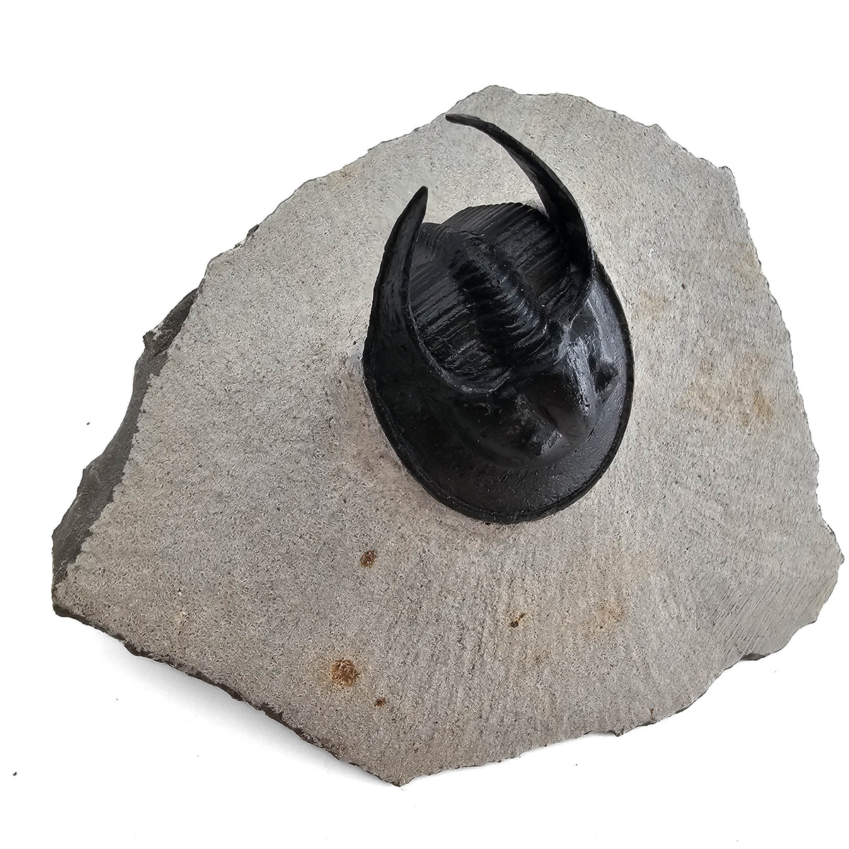 Harpes Trilobite fossil specimen from Lower Devonian fossil beds, Anti-Atlas region, Morocco.