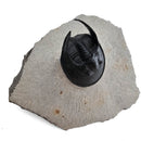 Harpes Trilobite - Fossil Specimen