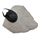 Harpes Trilobite - Fossil Specimen
