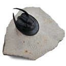 Harpes Trilobite - Fossil Specimen