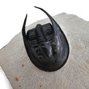 Harpes Trilobite - Fossil Specimen