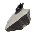 Harpes Trilobite - Fossil Specimen