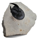 Harpes Trilobite - Fossil Specimen