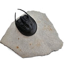 Harpes Trilobite - Fossil Specimen