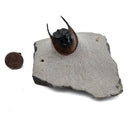 Harpes Trilobite - Fossil Specimen