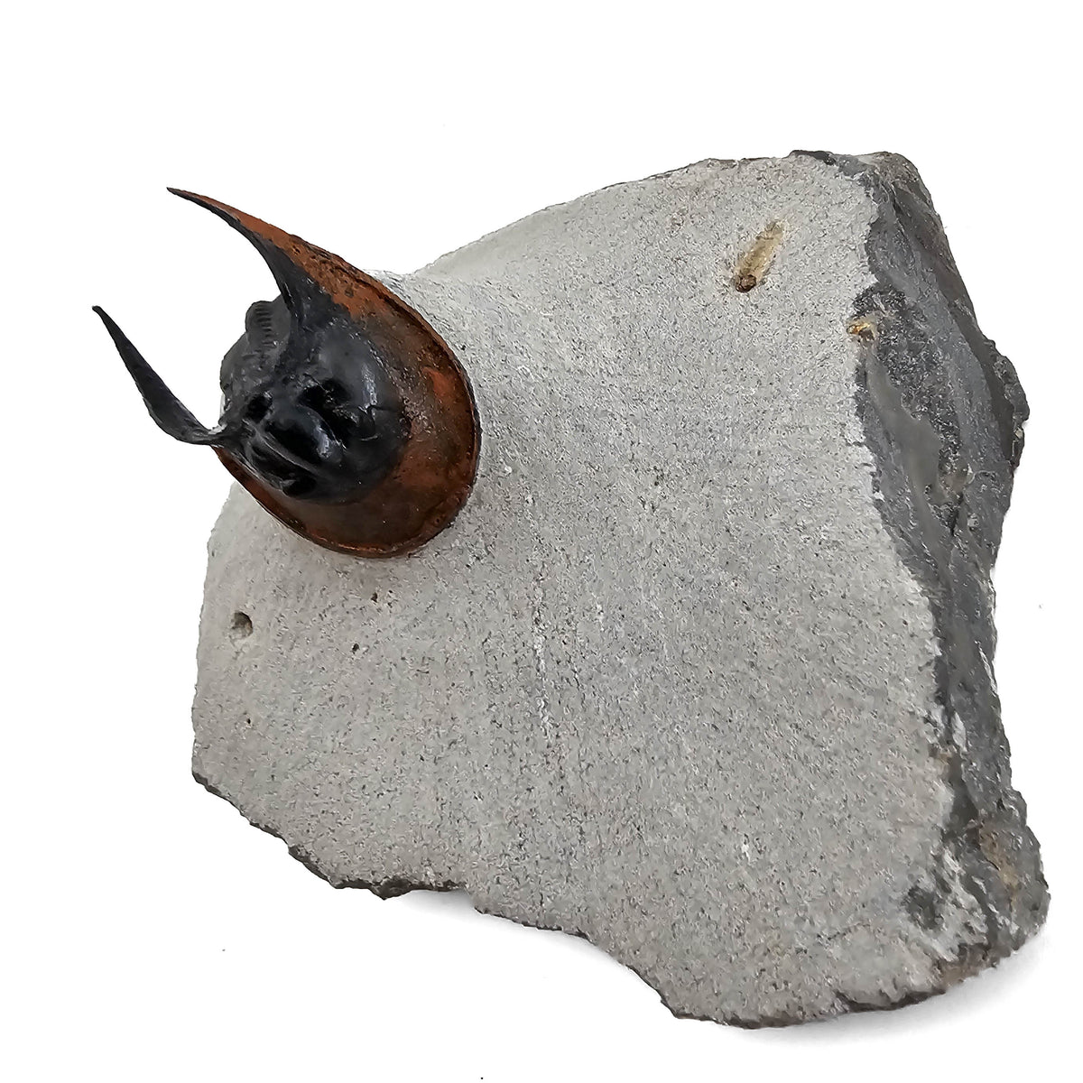 Harpes Trilobite fossil specimen from Lower Devonian fossil beds, Anti-Atlas region, Morocco.