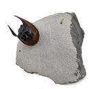 Harpes Trilobite - Fossil Specimen