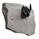 Harpes Trilobite - Fossil Specimen