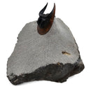 Harpes Trilobite - Fossil Specimen