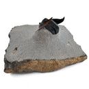 Harpes Trilobite - Fossil Specimen