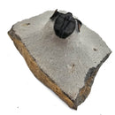 Harpes Trilobite - Fossil Specimen
