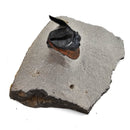 Harpes Trilobite - Fossil Specimen
