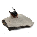 Harpes Trilobite - Fossil Specimen