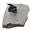 Harpes Trilobite - Fossil Specimen