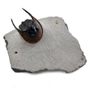Harpes Trilobite - Fossil Specimen