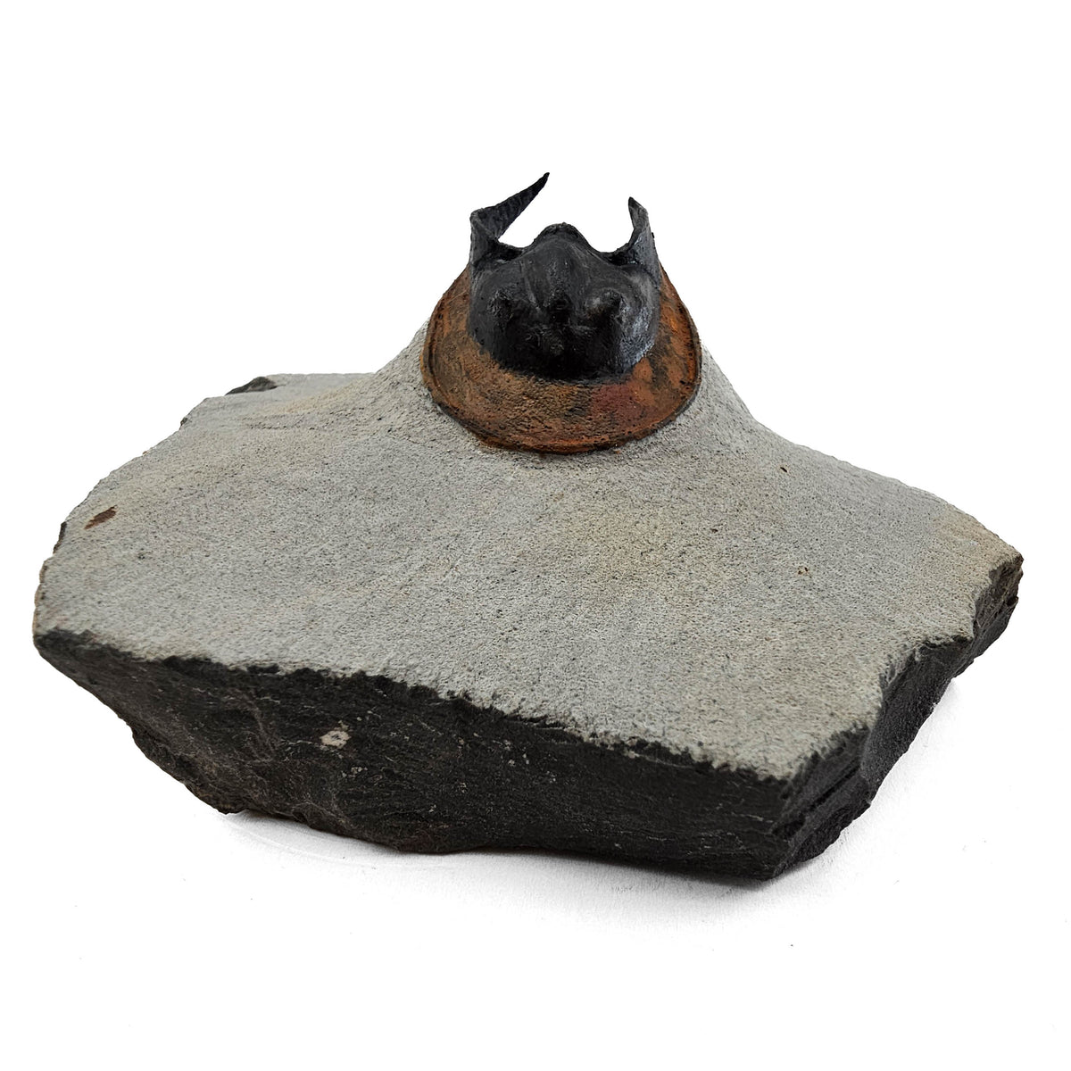 Harpes Trilobite fossil specimen from Lower Devonian fossil beds, Anti-Atlas region, Morocco.