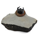 Harpes Trilobite - Fossil Specimen