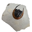 Harpes Trilobite - Fossil Specimen