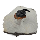 Harpes Trilobite - Fossil Specimen
