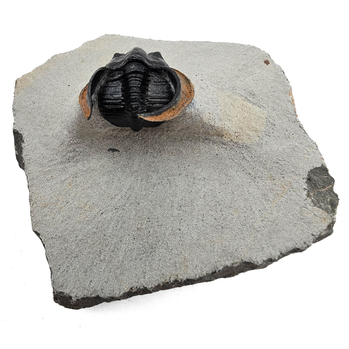 Harpes Trilobite fossil specimen from Lower Devonian fossil beds, Anti-Atlas region, Morocco.