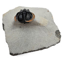 Harpes Trilobite - Fossil Specimen