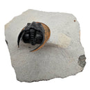 Harpes Trilobite - Fossil Specimen