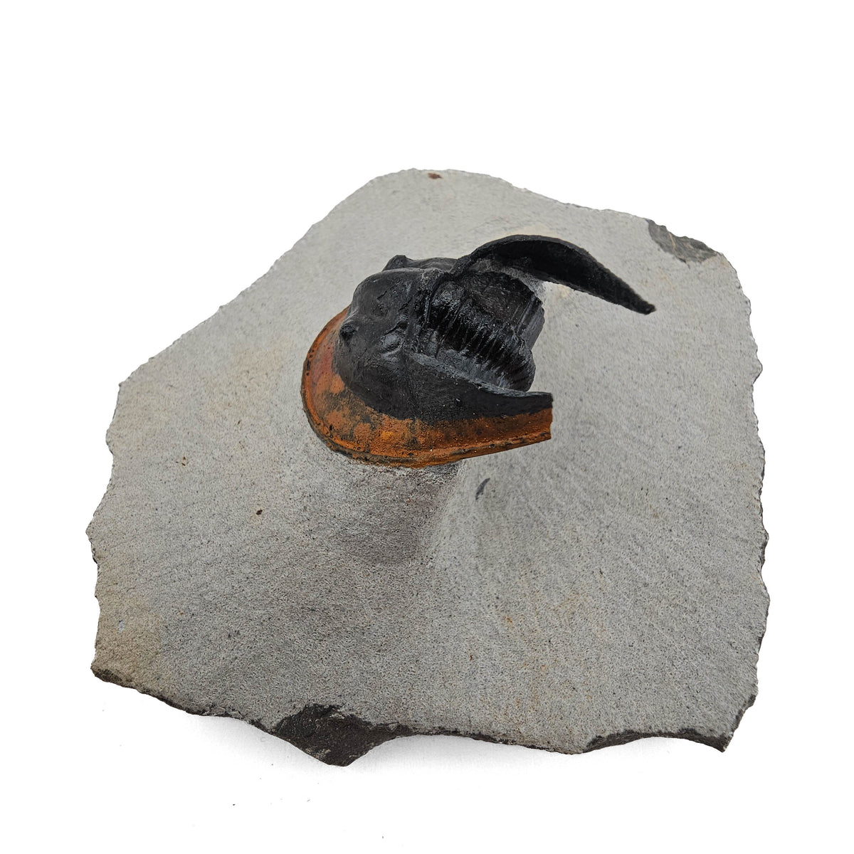 Harpes Trilobite fossil specimen from Lower Devonian fossil beds, Anti-Atlas region, Morocco.