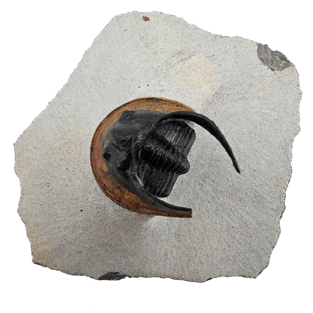Harpes Trilobite fossil specimen from Lower Devonian fossil beds, Anti-Atlas region, Morocco.