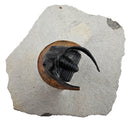 Harpes Trilobite - Fossil Specimen