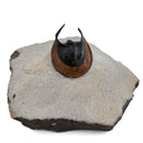 Harpes Trilobite - Fossil Specimen
